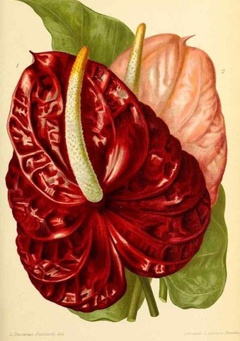Reproducción/Reproduction 39739614483: Revue horticole.. Paris :Librairie agricole de la maison rustique,1829-1974.. 