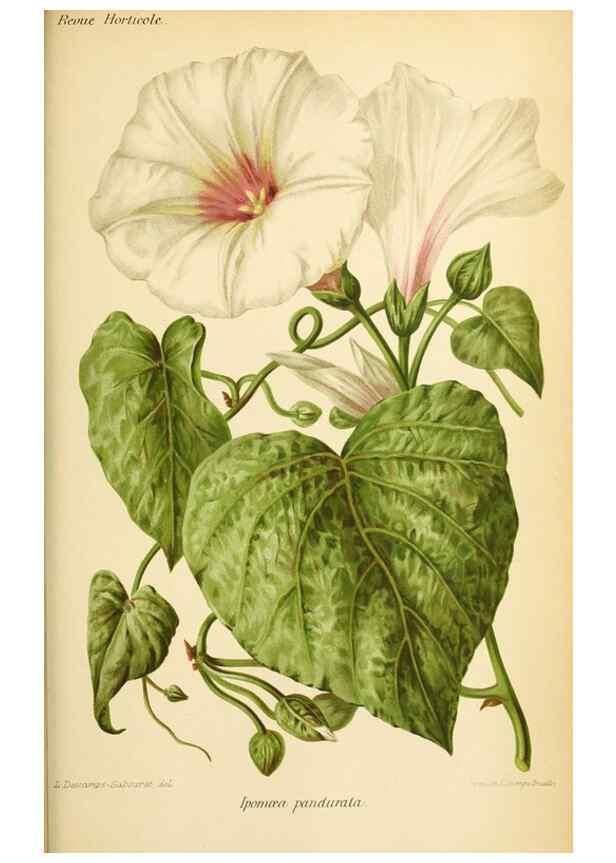 Reproducción/Reproduction 46704585531: Revue horticole.. Paris :Librairie agricole de la maison rustique,1829-1974.. 