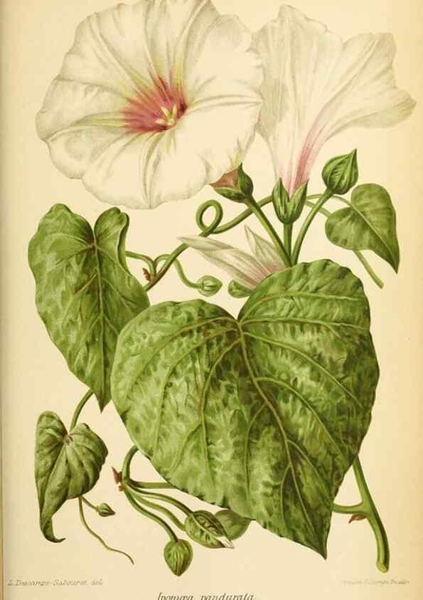 Reproducción/Reproduction 46704585531: Revue horticole.. Paris :Librairie agricole de la maison rustique,1829-1974.. 