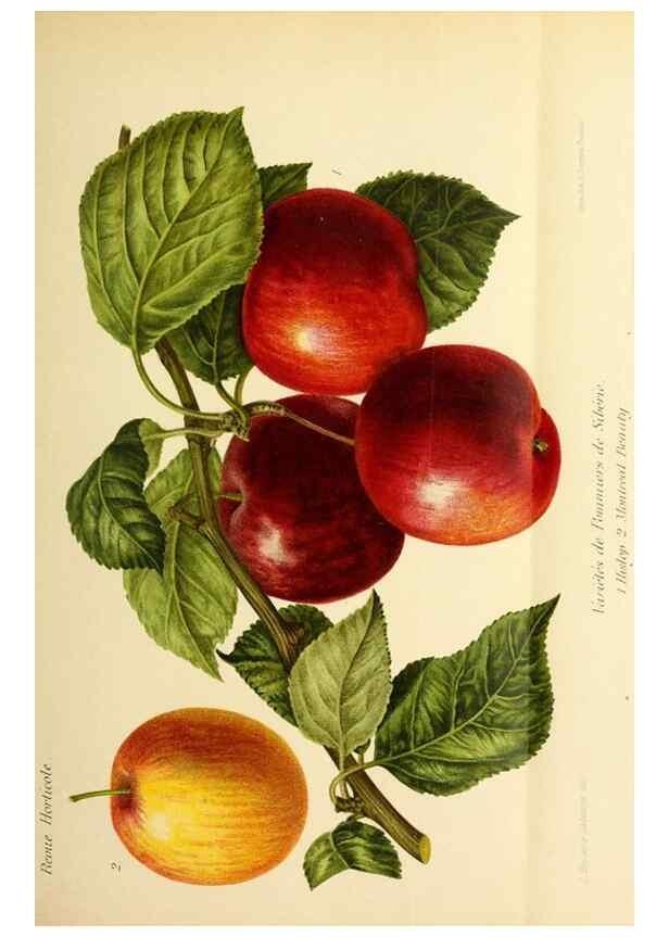 Reproducción/Reproduction 46651800842: Revue horticole.. Paris :Librairie agricole de la maison rustique,1829-1974.. 