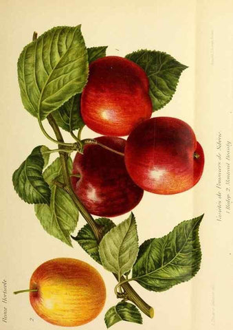 Reproducción/Reproduction 46651800842: Revue horticole.. Paris :Librairie agricole de la maison rustique,1829-1974.. 