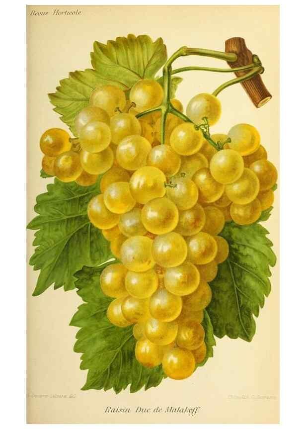 Reproducción/Reproduction 46704536991: Revue horticole.. Paris :Librairie agricole de la maison rustique,1829-1974.. 