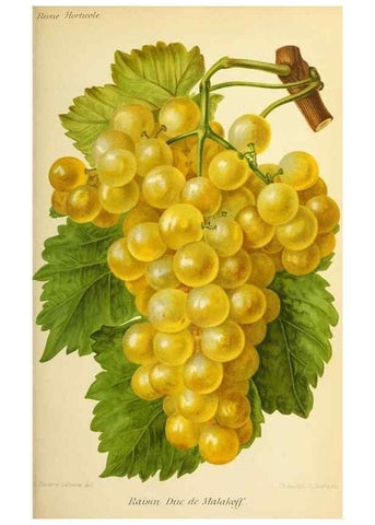 Reproducción/Reproduction 46704536991: Revue horticole.. Paris :Librairie agricole de la maison rustique,1829-1974.. 