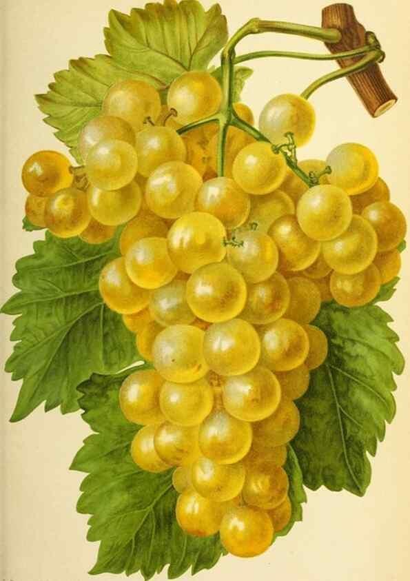 Reproducción/Reproduction 46704536991: Revue horticole.. Paris :Librairie agricole de la maison rustique,1829-1974.. 