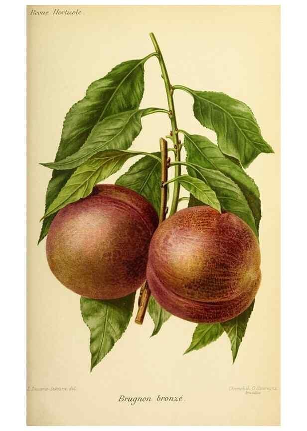Reproducción/Reproduction 31763161517: Revue horticole.. Paris :Librairie agricole de la maison rustique,1829-1974.. 