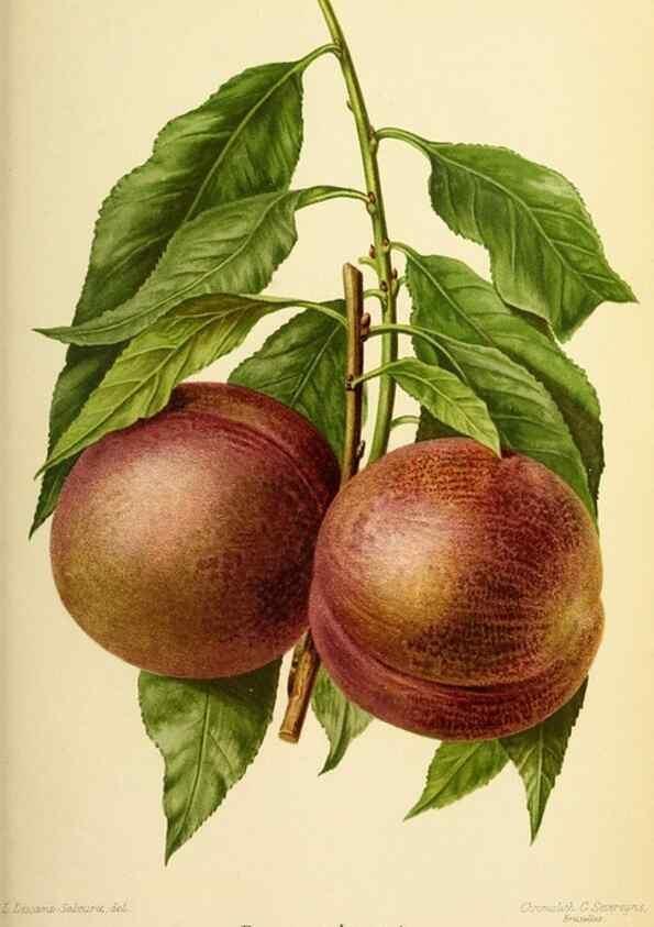 Reproducción/Reproduction 31763161517: Revue horticole.. Paris :Librairie agricole de la maison rustique,1829-1974.. 
