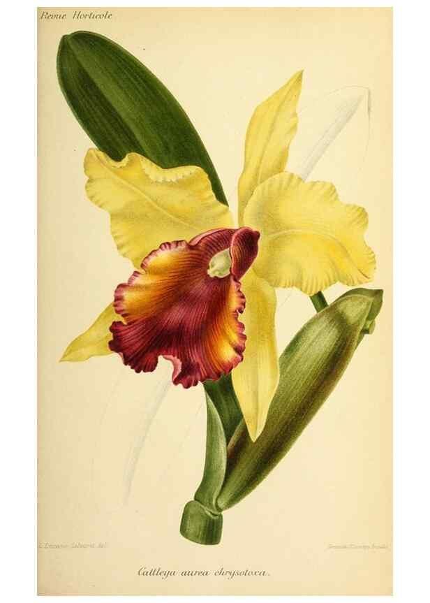 Reproducción/Reproduction 32829655248: Revue horticole.. Paris :Librairie agricole de la maison rustique,1829-1974.. 
