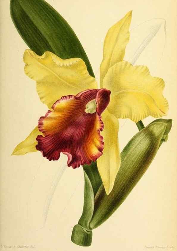 Reproducción/Reproduction 32829655248: Revue horticole.. Paris :Librairie agricole de la maison rustique,1829-1974.. 