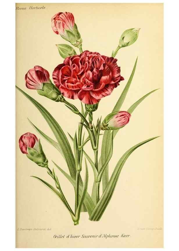 Reproducción/Reproduction 46704540981: Revue horticole.. Paris :Librairie agricole de la maison rustique,1829-1974.. 