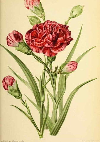 Reproducción/Reproduction 46704540981: Revue horticole.. Paris :Librairie agricole de la maison rustique,1829-1974.. 