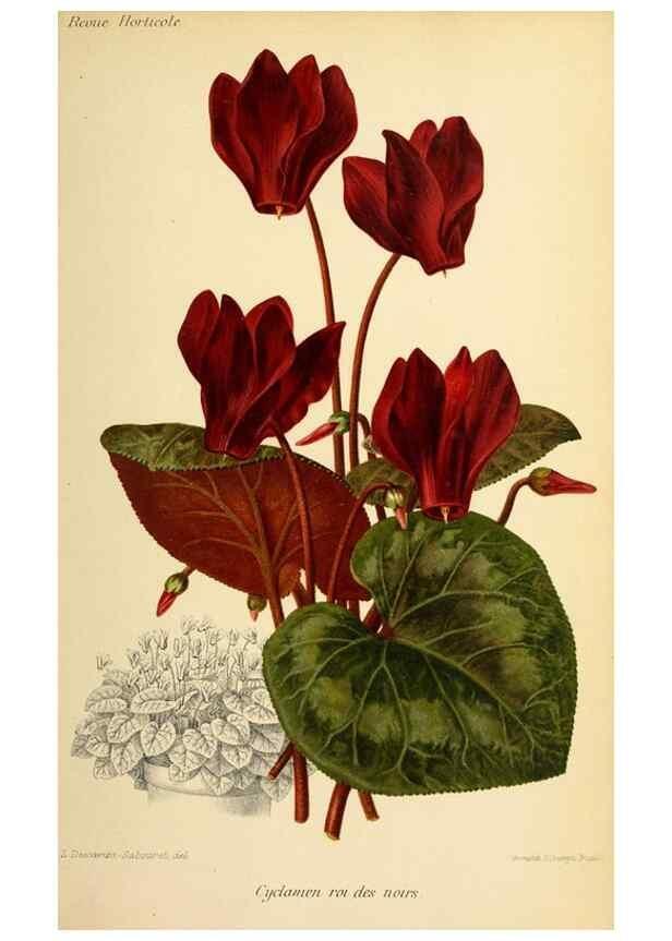 Reproducción/Reproduction 45979807724: Revue horticole.. Paris :Librairie agricole de la maison rustique,1829-1974.. 