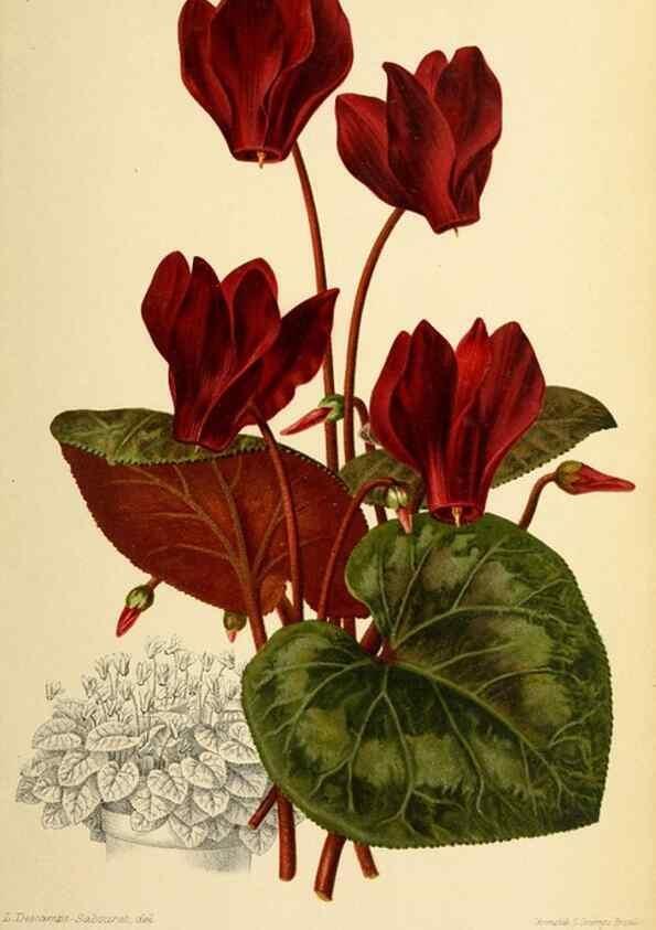 Reproducción/Reproduction 45979807724: Revue horticole.. Paris :Librairie agricole de la maison rustique,1829-1974.. 