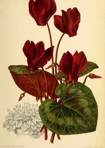 Reproducción/Reproduction 45979807724: Revue horticole.. Paris :Librairie agricole de la maison rustique,1829-1974.. 