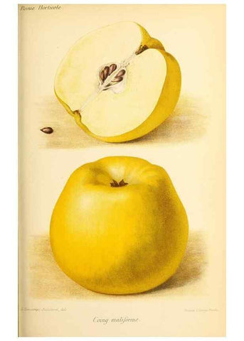 Reproducción/Reproduction 46704564821: Revue horticole.. Paris :Librairie agricole de la maison rustique,1829-1974.. 