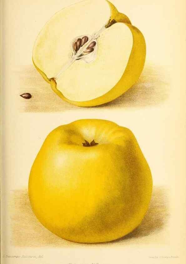Reproducción/Reproduction 46704564821: Revue horticole.. Paris :Librairie agricole de la maison rustique,1829-1974.. 