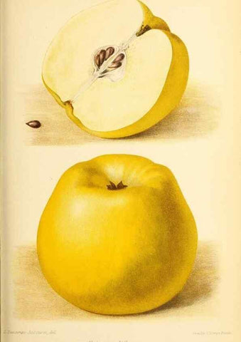Reproducción/Reproduction 46704564821: Revue horticole.. Paris :Librairie agricole de la maison rustique,1829-1974.. 