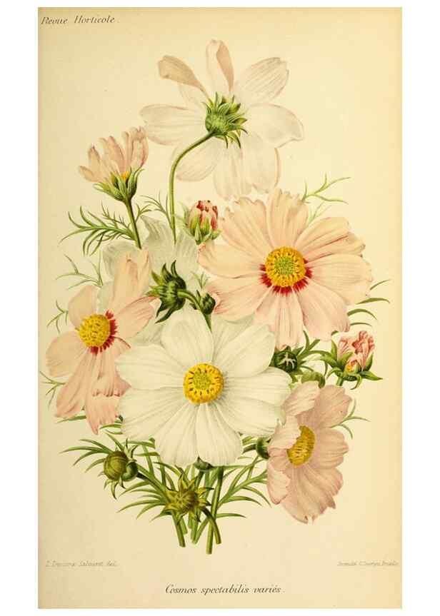 Reproducción/Reproduction 46704533551: Revue horticole.. Paris :Librairie agricole de la maison rustique,1829-1974.. 