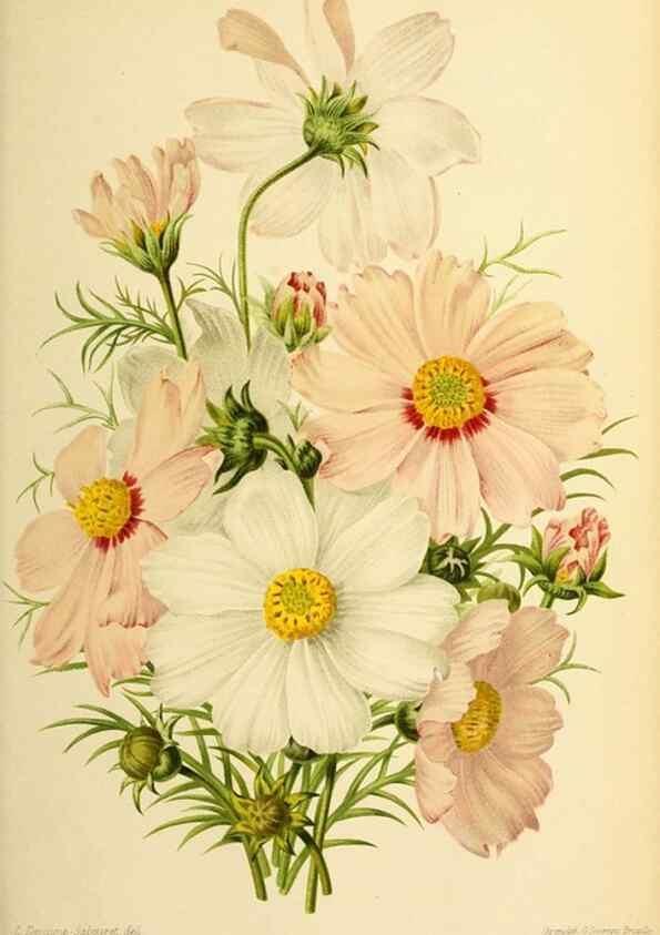 Reproducción/Reproduction 46704533551: Revue horticole.. Paris :Librairie agricole de la maison rustique,1829-1974.. 