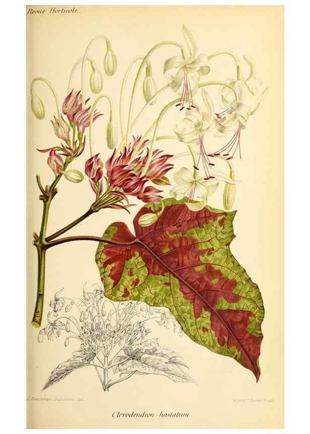 Reproducción/Reproduction 31763203007: Revue horticole.. Paris :Librairie agricole de la maison rustique,1829-1974.. 