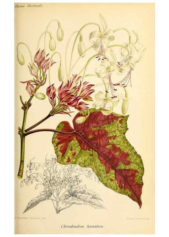 Reproducción/Reproduction 31763203007: Revue horticole.. Paris :Librairie agricole de la maison rustique,1829-1974.. 