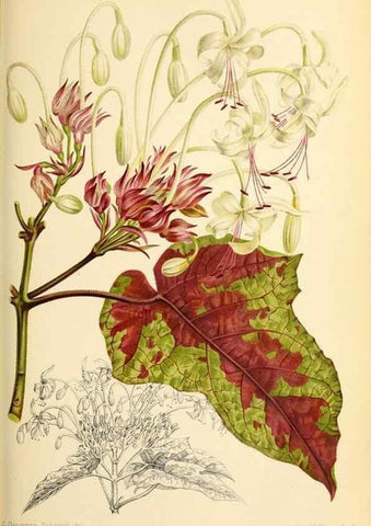 Reproducción/Reproduction 31763203007: Revue horticole.. Paris :Librairie agricole de la maison rustique,1829-1974.. 