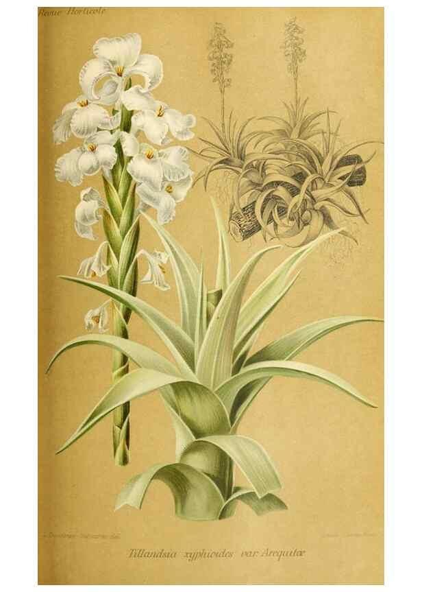 Reproducción/Reproduction 31763206337: Revue horticole.. Paris :Librairie agricole de la maison rustique,1829-1974.. 