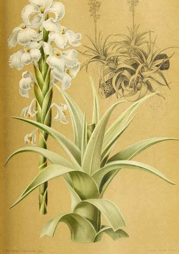 Reproducción/Reproduction 31763206337: Revue horticole.. Paris :Librairie agricole de la maison rustique,1829-1974.. 