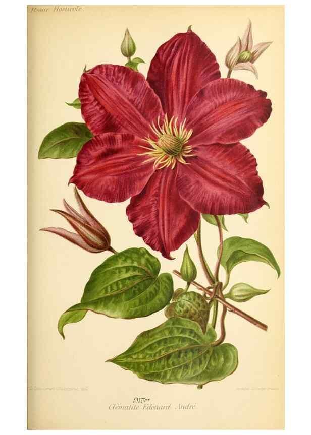 Reproducción/Reproduction 32829684658: Revue horticole.. Paris :Librairie agricole de la maison rustique,1829-1974.. 