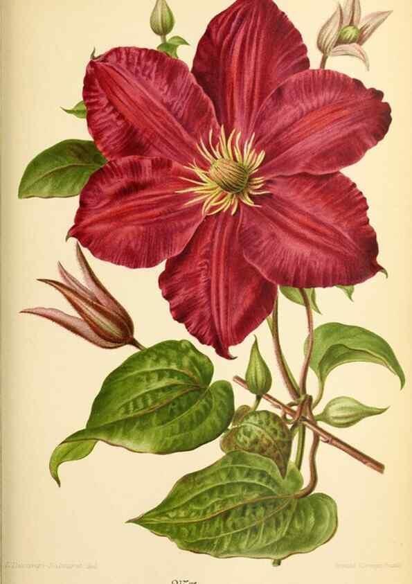 Reproducción/Reproduction 32829684658: Revue horticole.. Paris :Librairie agricole de la maison rustique,1829-1974.. 