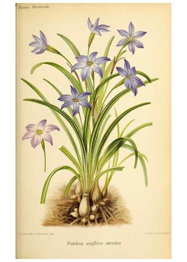Reproducción/Reproduction 45979846394: Revue horticole.. Paris :Librairie agricole de la maison rustique,1829-1974.. 