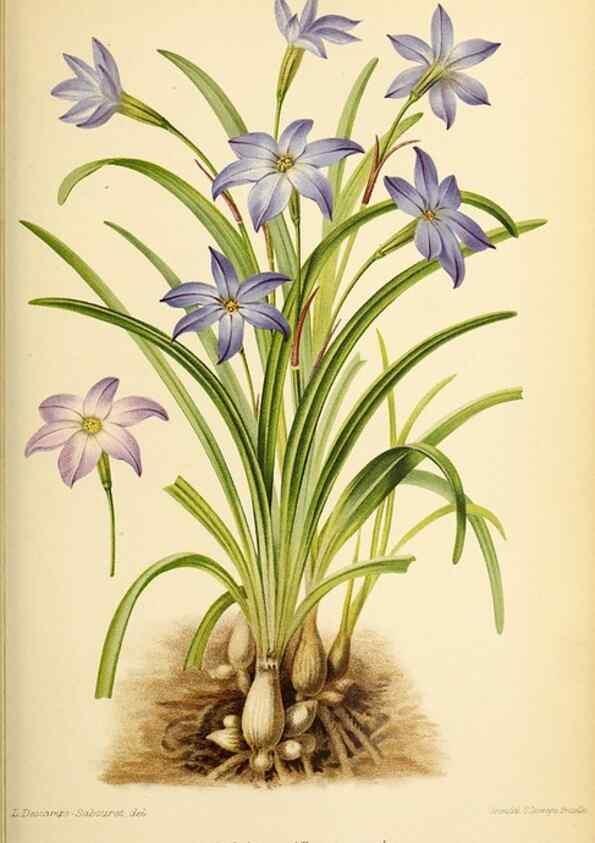 Reproducción/Reproduction 45979846394: Revue horticole.. Paris :Librairie agricole de la maison rustique,1829-1974.. 