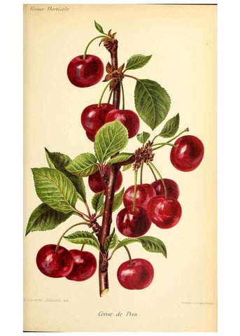 Reproducción/Reproduction 32829687008: Revue horticole.. Paris :Librairie agricole de la maison rustique,1829-1974.. 