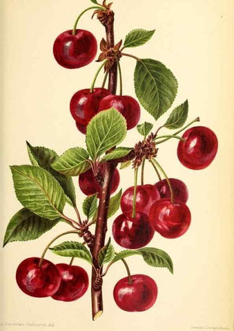 Reproducción/Reproduction 32829687008: Revue horticole.. Paris :Librairie agricole de la maison rustique,1829-1974.. 