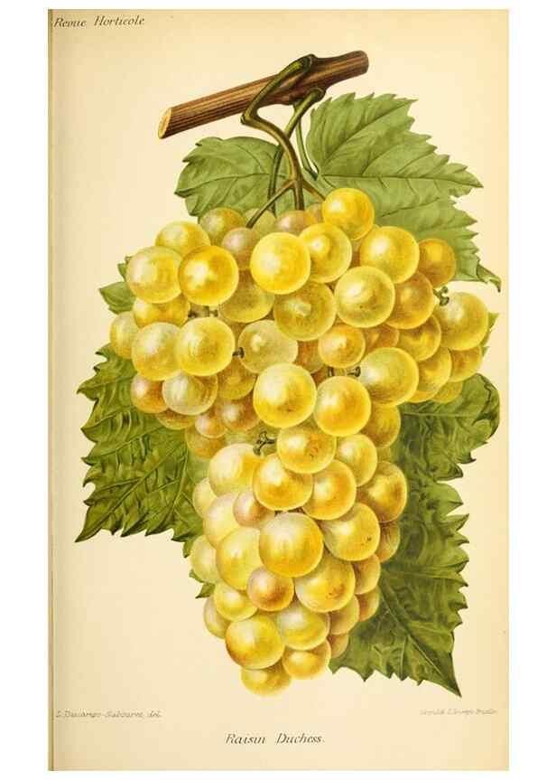 Reproducción/Reproduction 46651841622: Revue horticole.. Paris :Librairie agricole de la maison rustique,1829-1974.. 