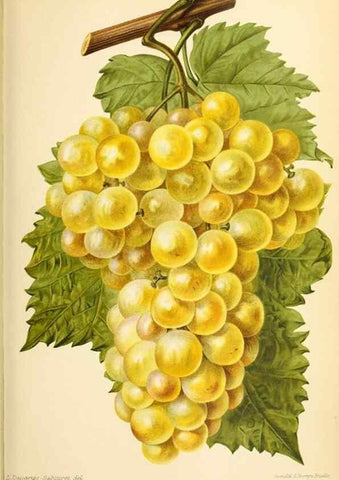 Reproducción/Reproduction 46651841622: Revue horticole.. Paris :Librairie agricole de la maison rustique,1829-1974.. 
