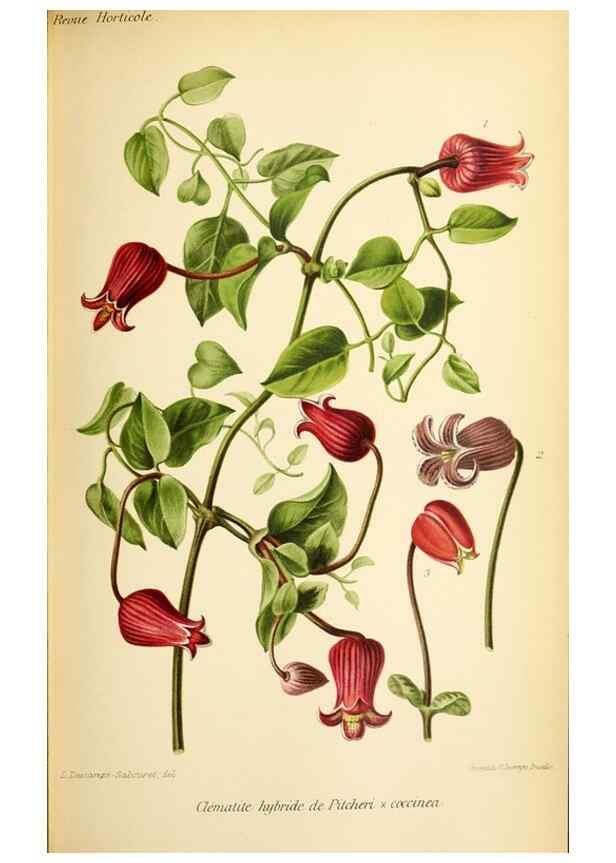 Reproducción/Reproduction 46651843122: Revue horticole.. Paris :Librairie agricole de la maison rustique,1829-1974.. 