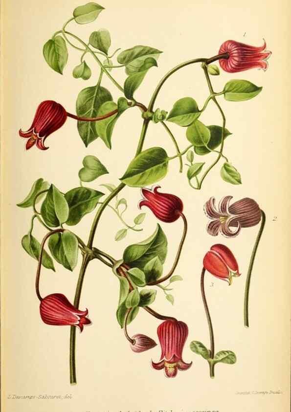 Reproducción/Reproduction 46651843122: Revue horticole.. Paris :Librairie agricole de la maison rustique,1829-1974.. 