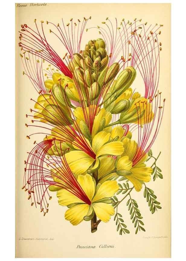Reproducción/Reproduction 46651844732: Revue horticole.. Paris :Librairie agricole de la maison rustique,1829-1974.. 