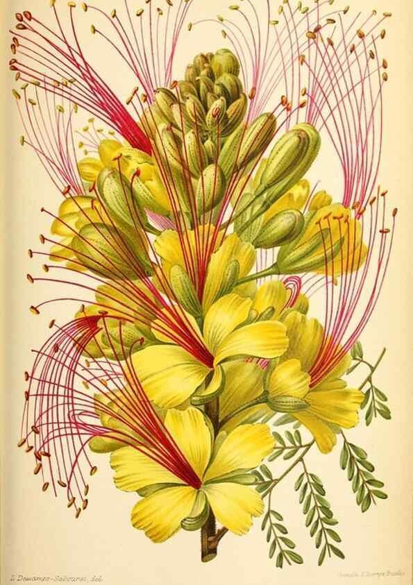 Reproducción/Reproduction 46651844732: Revue horticole.. Paris :Librairie agricole de la maison rustique,1829-1974.. 