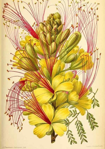Reproducción/Reproduction 46651844732: Revue horticole.. Paris :Librairie agricole de la maison rustique,1829-1974.. 