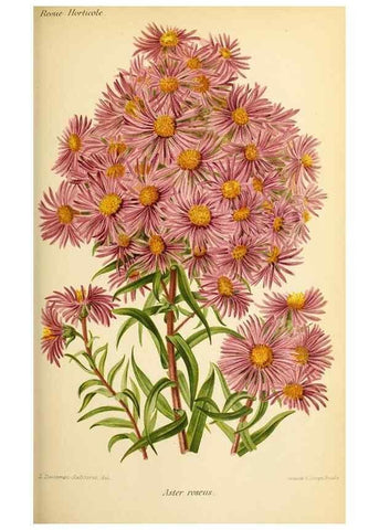 Reproducción/Reproduction 39739546253: Revue horticole.. Paris :Librairie agricole de la maison rustique,1829-1974.. 