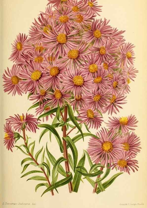 Reproducción/Reproduction 39739546253: Revue horticole.. Paris :Librairie agricole de la maison rustique,1829-1974.. 