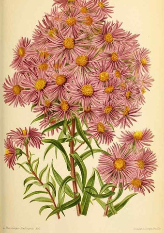 Reproducción/Reproduction 39739546253: Revue horticole.. Paris :Librairie agricole de la maison rustique,1829-1974.. 