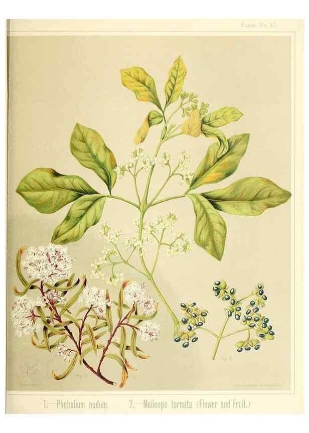 Reproducción/Reproduction 31799399877: Art album of New Zealand flora.. Wellington, N.Z.Bock & Cousins[1889]. 