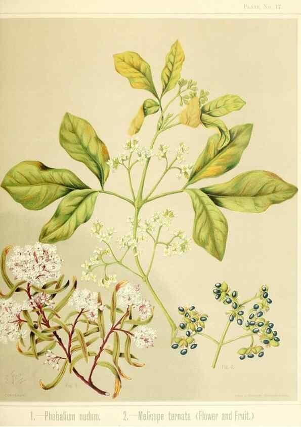 Reproducción/Reproduction 31799399877: Art album of New Zealand flora.. Wellington, N.Z.Bock & Cousins[1889]. 
