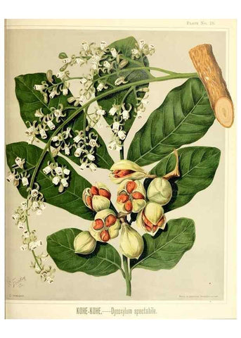 Reproducción/Reproduction 46740960021: Art album of New Zealand flora.. Wellington, N.Z.Bock & Cousins[1889]. 