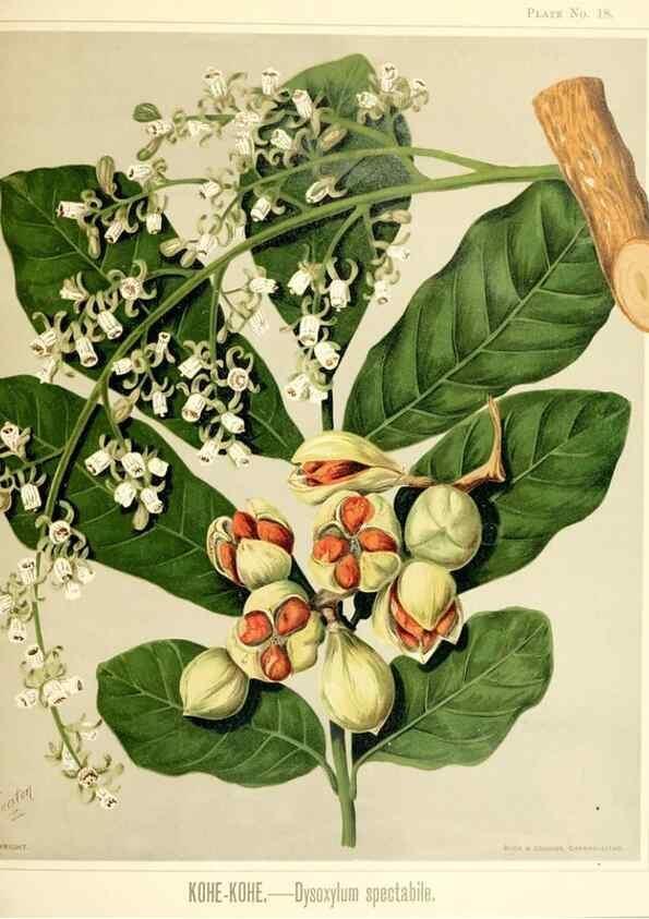Reproducción/Reproduction 46740960021: Art album of New Zealand flora.. Wellington, N.Z.Bock & Cousins[1889]. 