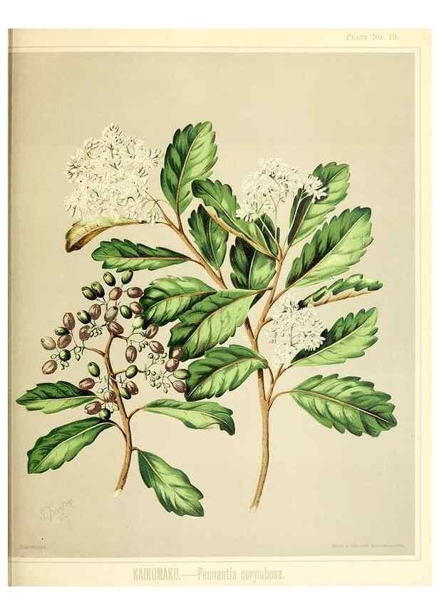 Reproducción/Reproduction 46688157942: Art album of New Zealand flora.. Wellington, N.Z.Bock & Cousins[1889]. 