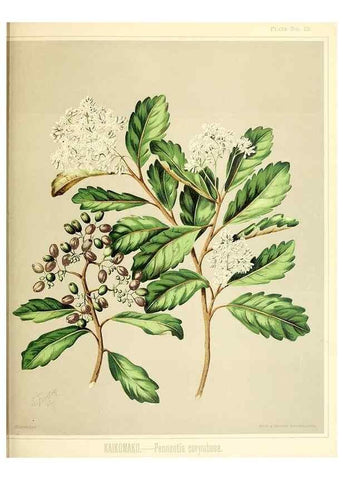 Reproducción/Reproduction 46688157942: Art album of New Zealand flora.. Wellington, N.Z.Bock & Cousins[1889]. 