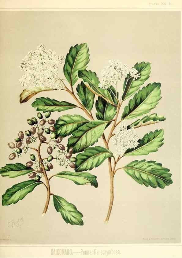 Reproducción/Reproduction 46688157942: Art album of New Zealand flora.. Wellington, N.Z.Bock & Cousins[1889]. 